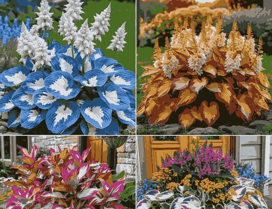 New Rare Multicolor Hosta Seed