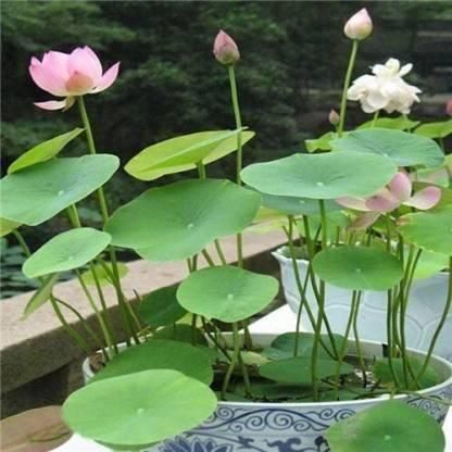 🌸【7 days germination】Last Day 50% OFF💐The Sacred Bonsai Bowl Lotus Flower