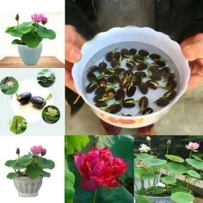 🌸【7 days germination】Last Day 50% OFF💐The Sacred Bonsai Bowl Lotus Flower