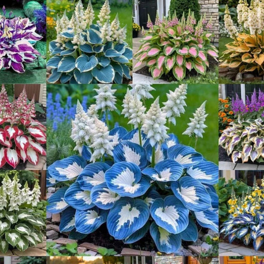 New Rare Multicolor Hosta Seed