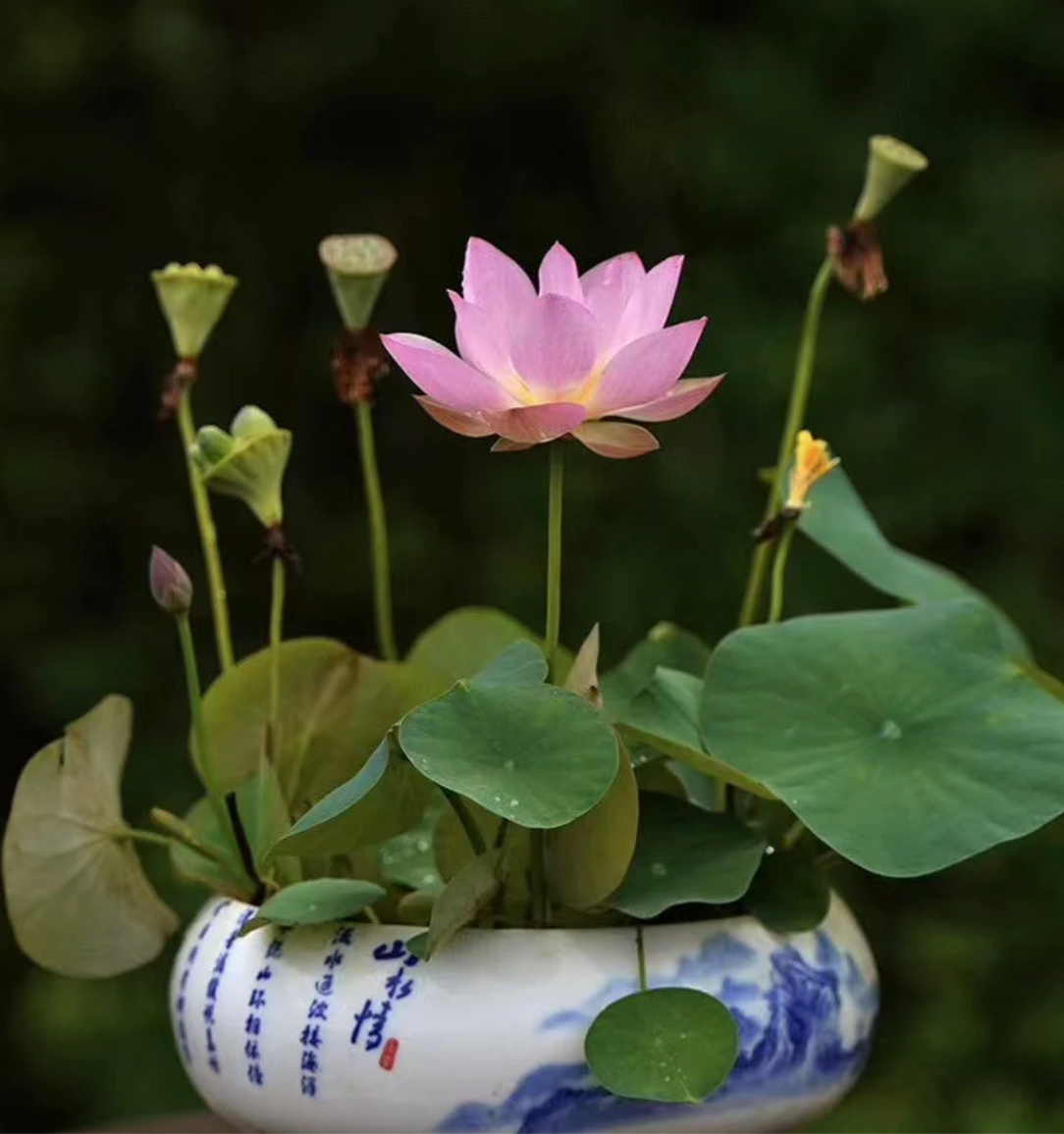 100% Natural Japanese Bonsai Lotus Seeds | Easy to Grow Water Lily & Lotus Flowers | BUY 1 GET 1 FREE