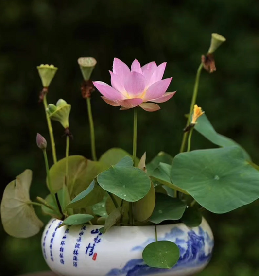 100% Natural Japanese Bonsai Lotus Seeds | Easy to Grow Water Lily & Lotus Flowers | BUY 1 GET 1 FREE