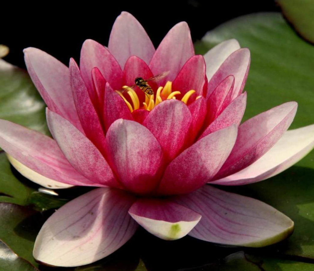 100% Natural Japanese Bonsai Lotus Seeds | Easy to Grow Water Lily & Lotus Flowers | BUY 1 GET 1 FREE